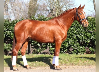 Hannoveraan, Ruin, 3 Jaar, 166 cm, Vos