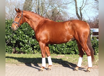 Hannoveraan, Ruin, 3 Jaar, 166 cm, Vos