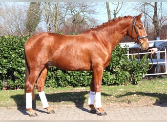 Hannoveraan, Ruin, 3 Jaar, 166 cm, Vos