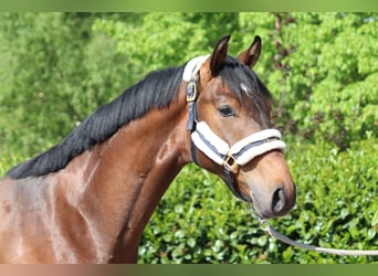Hannoveraan, Ruin, 3 Jaar, 167 cm, Brauner