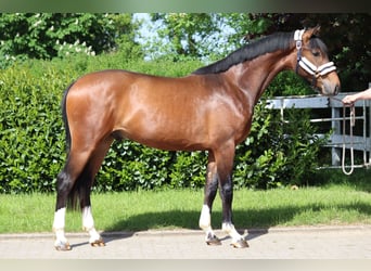 Hannoveraan, Ruin, 3 Jaar, 167 cm, Brauner