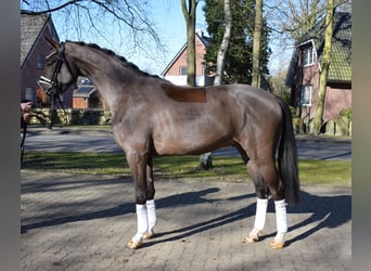 Hannoveraan, Ruin, 3 Jaar, 167 cm, Bruin