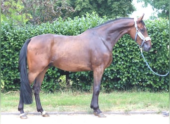 Hannoveraan, Ruin, 3 Jaar, 167 cm, Bruin