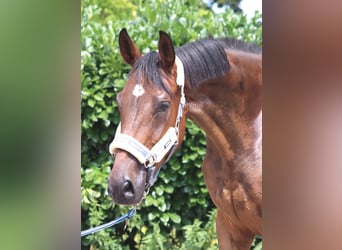 Hannoveraan, Ruin, 3 Jaar, 167 cm, Bruin