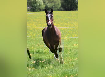 Hannoveraan, Ruin, 3 Jaar, 167 cm, Bruin