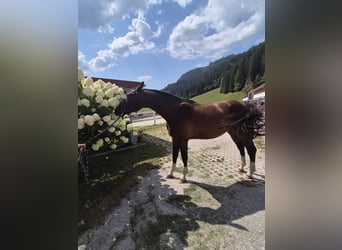 Hannoveraan, Ruin, 3 Jaar, 167 cm, Bruin