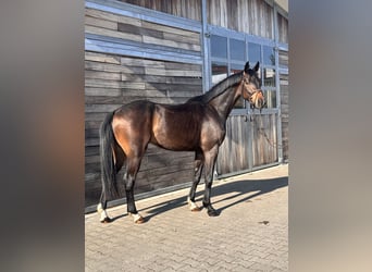 Hannoveraan, Ruin, 3 Jaar, 167 cm, Donkerbruin