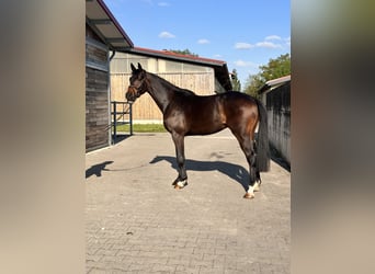 Hannoveraan, Ruin, 3 Jaar, 167 cm, Donkerbruin