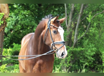 Hannoveraan, Ruin, 3 Jaar, 167 cm, Donkerbruin