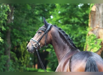 Hannoveraan, Ruin, 3 Jaar, 167 cm, Donkerbruin