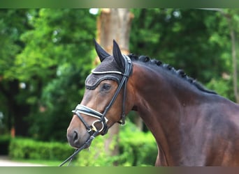 Hannoveraan, Ruin, 3 Jaar, 167 cm, Donkerbruin