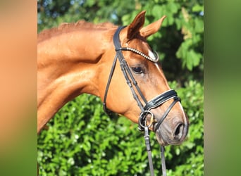 Hannoveraan, Ruin, 3 Jaar, 167 cm, Vos