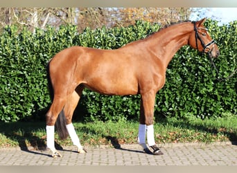 Hannoveraan, Ruin, 3 Jaar, 168 cm, Brauner