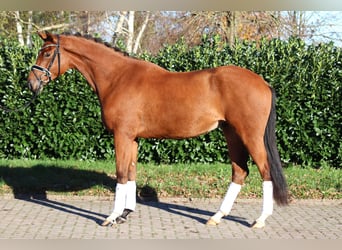 Hannoveraan, Ruin, 3 Jaar, 168 cm, Brauner