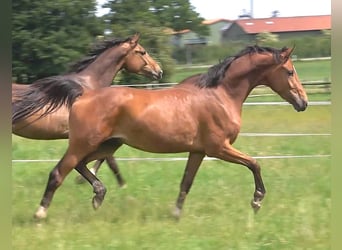 Hannoveraan, Ruin, 3 Jaar, 168 cm, Bruin