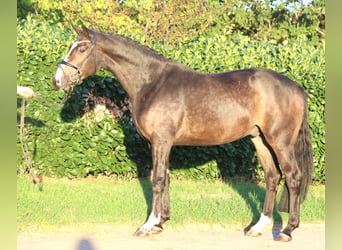 Hannoveraan, Ruin, 3 Jaar, 168 cm, Bruin
