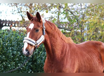 Hannoveraan, Ruin, 3 Jaar, 168 cm, Vos