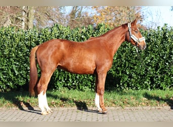 Hannoveraan, Ruin, 3 Jaar, 168 cm, Vos