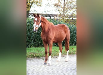 Hannoveraan, Ruin, 3 Jaar, 168 cm, Vos