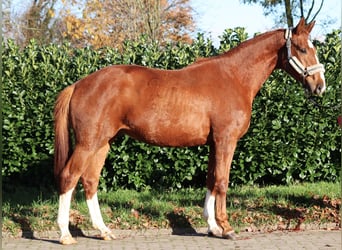 Hannoveraan, Ruin, 3 Jaar, 168 cm, Vos
