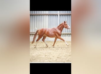 Hannoveraan, Ruin, 3 Jaar, 168 cm, Vos