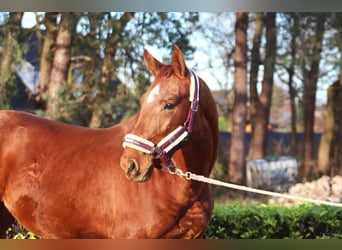 Hannoveraan, Ruin, 3 Jaar, 168 cm, Vos
