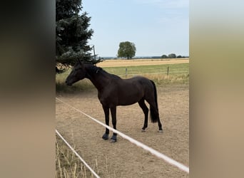 Hannoveraan, Ruin, 3 Jaar, 168 cm, Zwart