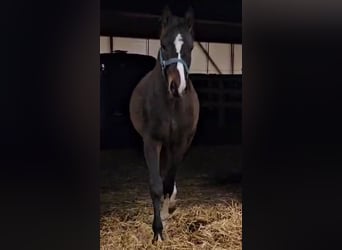 Hannoveraan, Ruin, 3 Jaar, 169 cm, Bruin