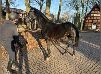 Hannoveraan, Ruin, 3 Jaar, 169 cm, Zwart