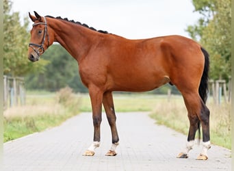 Hannoveraan, Ruin, 3 Jaar, 170 cm, Bruin