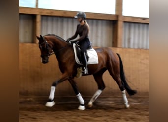 Hannoveraan, Ruin, 3 Jaar, 170 cm, Bruin