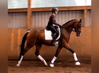 Hannoveraan, Ruin, 3 Jaar, 170 cm, Bruin