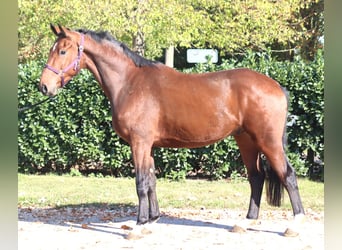 Hannoveraan, Ruin, 3 Jaar, 170 cm, Bruin