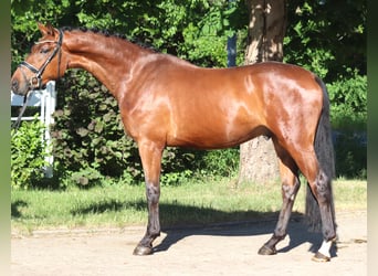 Hannoveraan, Ruin, 3 Jaar, 170 cm, Bruin