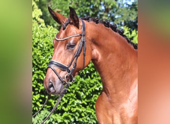 Hannoveraan, Ruin, 3 Jaar, 170 cm, Bruin