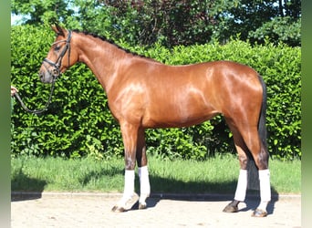 Hannoveraan, Ruin, 3 Jaar, 170 cm, Bruin