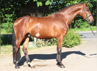 Hannoveraan, Ruin, 3 Jaar, 170 cm, Bruin