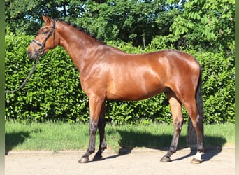 Hannoveraan, Ruin, 3 Jaar, 170 cm, Bruin