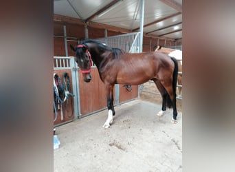 Hannoveraan, Ruin, 3 Jaar, 170 cm, Bruin