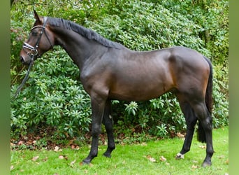 Hannoveraan, Ruin, 3 Jaar, 170 cm, Donkerbruin