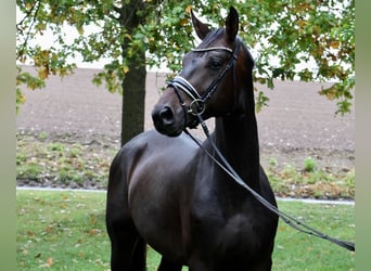 Hannoveraan, Ruin, 3 Jaar, 170 cm, Donkerbruin