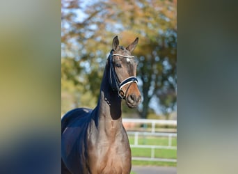 Hannoveraan, Ruin, 3 Jaar, 170 cm, Donkerbruin