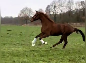 Hannoveraan, Ruin, 3 Jaar, 170 cm, Vos