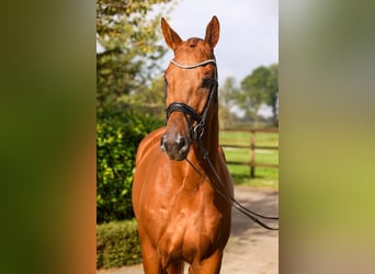 Hannoveraan, Ruin, 3 Jaar, 170 cm, Vos