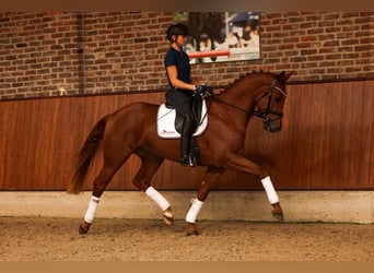 Hannoveraan, Ruin, 3 Jaar, 170 cm, Vos