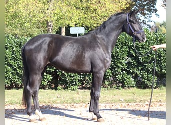 Hannoveraan, Ruin, 3 Jaar, 170 cm, Zwart