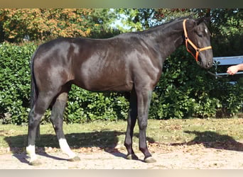 Hannoveraan, Ruin, 3 Jaar, 170 cm, Zwart