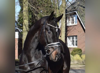 Hannoveraan, Ruin, 3 Jaar, 170 cm, Zwartbruin