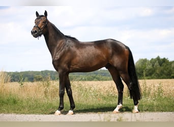 Hannoveraan, Ruin, 3 Jaar, 170 cm, Zwartbruin