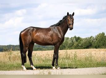 Hannoveraan, Ruin, 3 Jaar, 170 cm, Zwartbruin